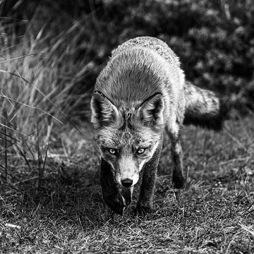 Vos in de Amsterdamse Waterleidingduinen van Sander Jacobs