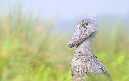 shoebill at Lake Victoria - Exotic bird of Africa