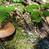 Paddenstoel in de herfst sur Nel Diepstraten