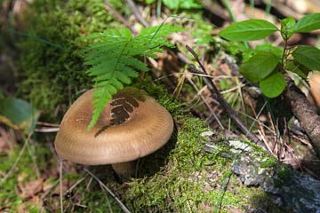 Paddenstoel in de herfst van Nel Diepstraten