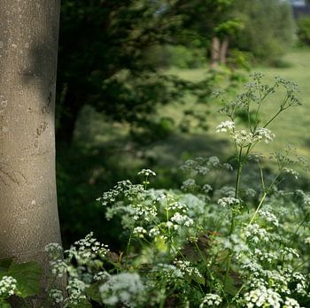 Blühende Kräuterflöte