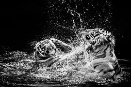 Tiger, zwei kämpfende Raubkatzen im Wasser