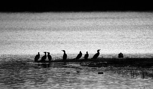 Aalscholvers in silhouet