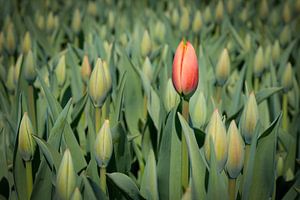 First blooming red tulip sur eric van der eijk