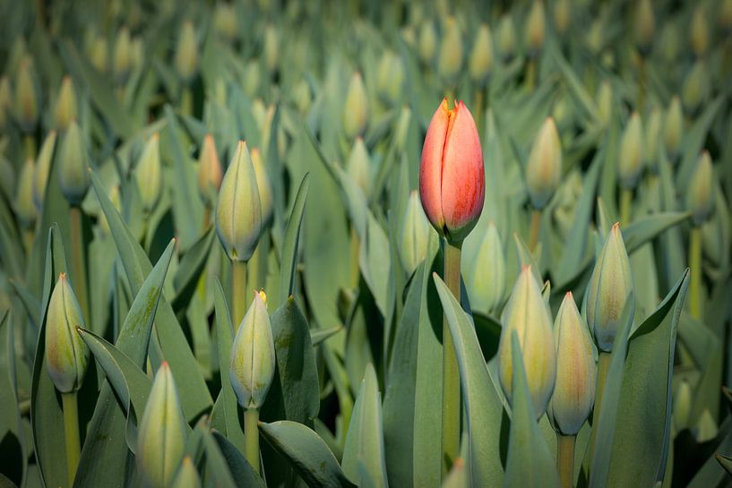 eerste bloeiende rode tulp par eric van der eijk