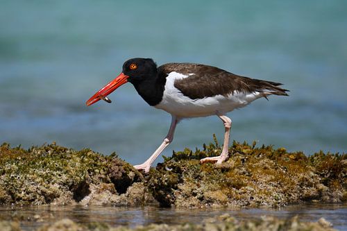 American spotted oystercatcher has bite