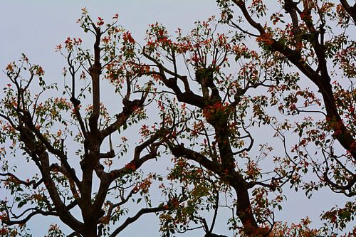 LE PRINTEMPS AU JAPON 6