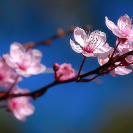 Blüte in der Blüte! von Justin Sinner Photography (Fotograf auf Texel)