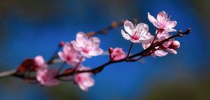 Blüte in der Blüte!