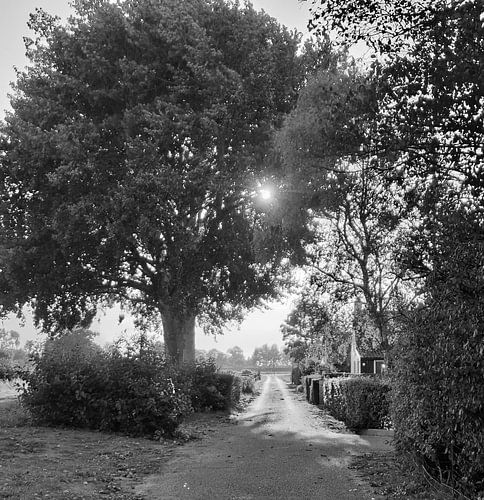 Morning walk