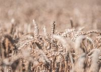 Grain