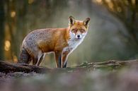fox von Pim Leijen Miniaturansicht