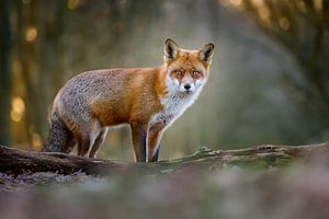 fox von Pim Leijen