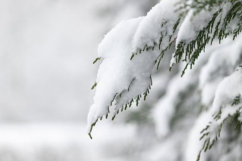 Un hivernage en douceur : la force réside dans les détails
