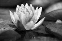 nymphaea aurora water lily black and white