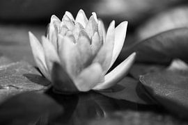 nymphaea aurora water lily black and white by Seasons of Holland