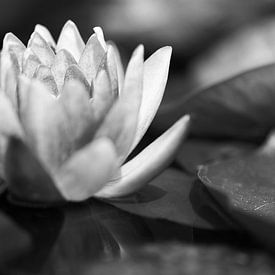 nymphaea aurora water lily black and white von Seasons of Holland