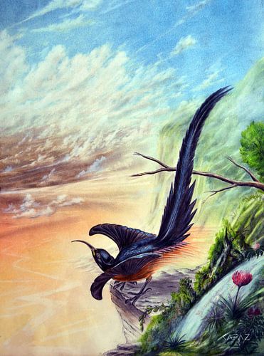 Paradiesvogel schwarz