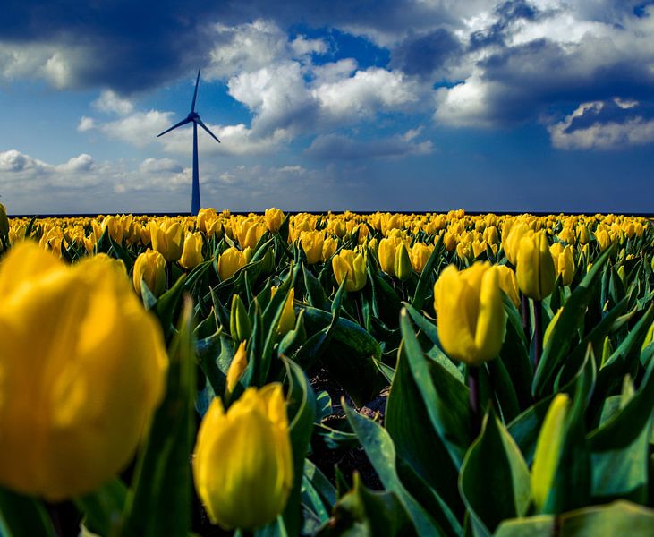 Tulips around Urk by peterheinspictures