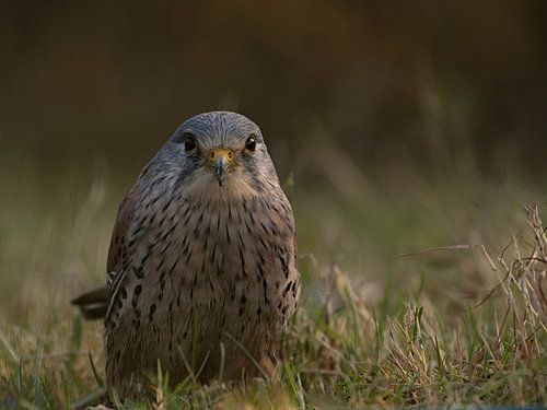 Torenvalk