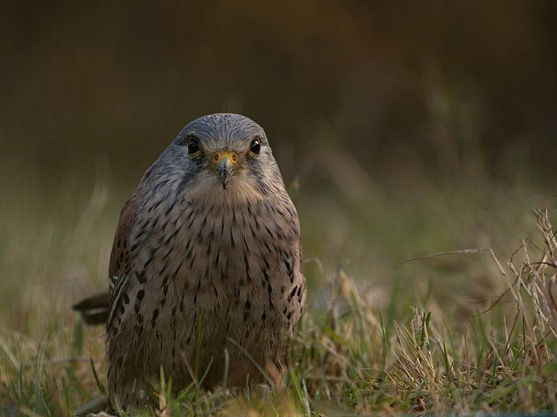 Torenvalk par Esther Bakker-van Aalderen