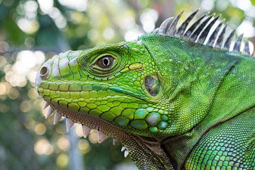 Close up shot of a hybrid iguana on St Eustatius by Thijs van den Burg
