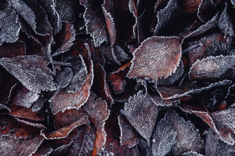 The beauty of transience by Daniela Beyer