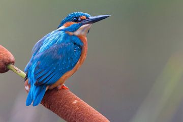 Male Common Kingfisher by Beschermingswerk voor aan uw muur