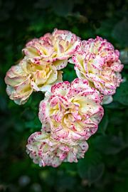 Variegated Roses by Michel Groen