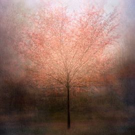 Droom die uitkomt van Katarina Holmström