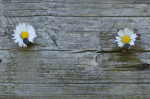 An den Nagel gehangen 