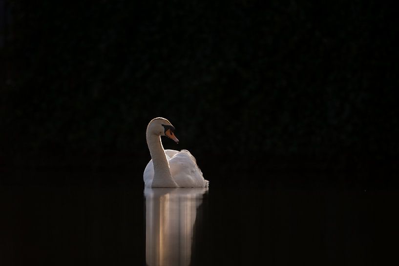Schwan in einem dunklen Rahmen von Menno Schaefer