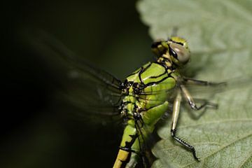 Gros plan sur la libellule verte