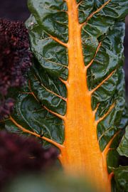 The vegetable garden - Brightly coloured chard by Daan Hartog