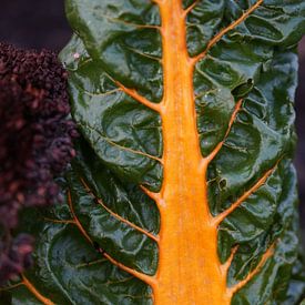 Groenten in de moestuin - Felgekleurde snijbiet van Daan Hartog