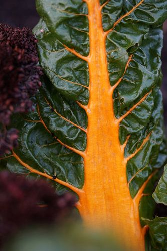 The vegetable garden - Brightly coloured chard by Daan Hartog