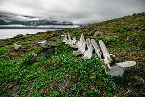 Walskelett - Insel Disko, Grönland