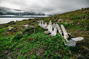 Walvis skelet - Disko Island, Groenland van Martijn Smeets