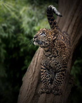 Junger Leopard schaut in die Sonne von Patrick van Bakkum