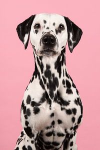 Dalmatiër