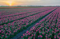 Tulpen