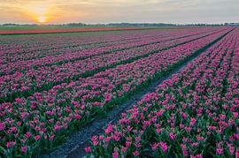 Tulpen by Rene Mensen