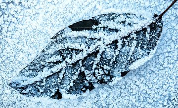 Frozen leaf by Ilya Korzelius