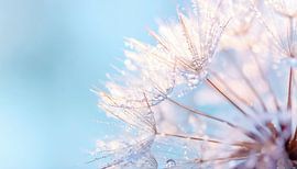 Paardenbloem in macro