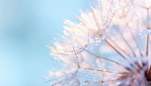 Dandelion in macro by Mustafa Kurnaz