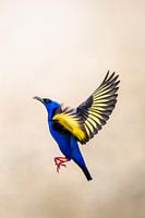 L'envol des couleurs - L'oiseau bleu et enchanteur