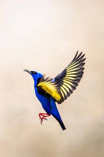 Vlucht van Kleur - Betoverende Blauwe Vogel