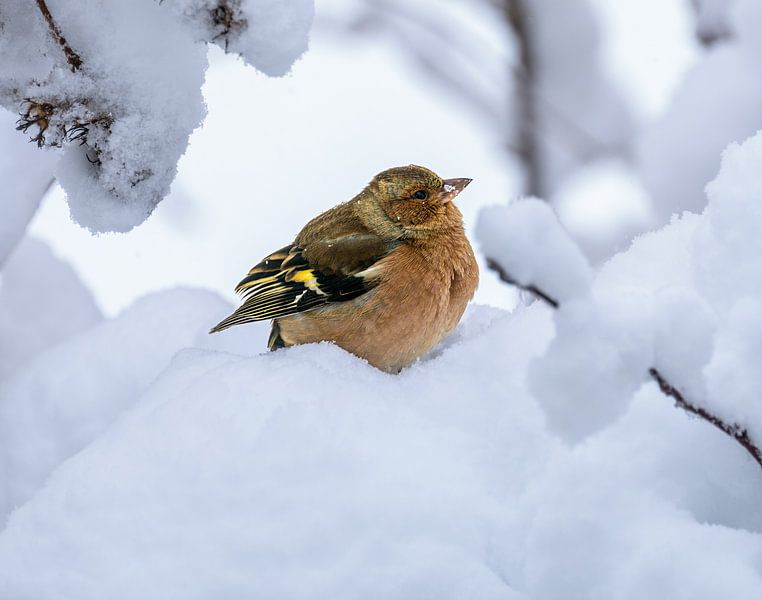 Gros plan sur un mâle de pinson des arbres dans le Schee par ManfredFotos