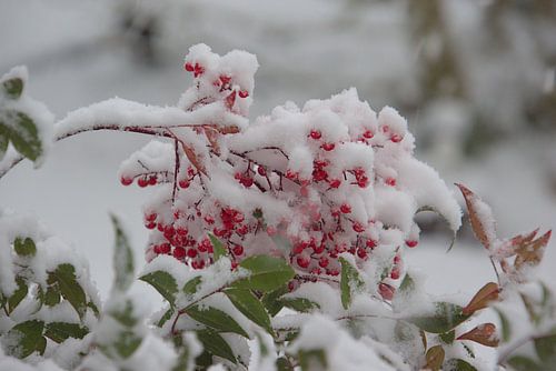 Rode besjes in de sneeuw