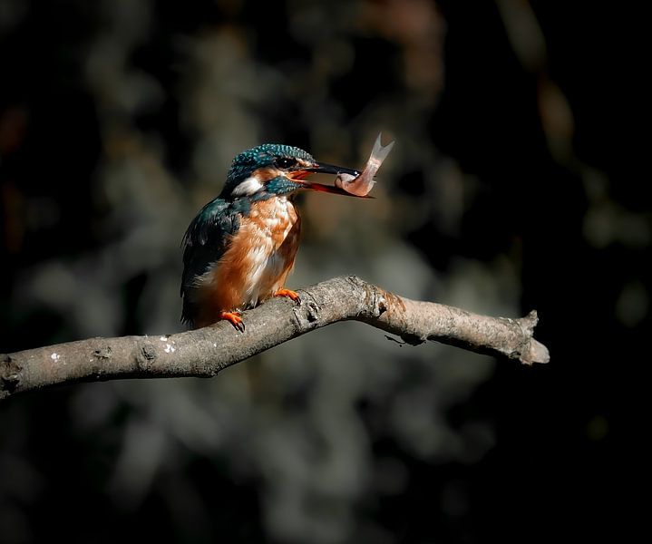 The Hunter of the Water by Bernadette Bult